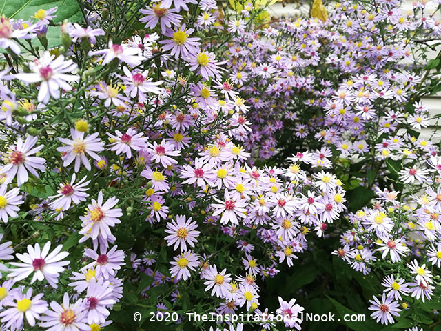 Smooth asters, Aster laevis,