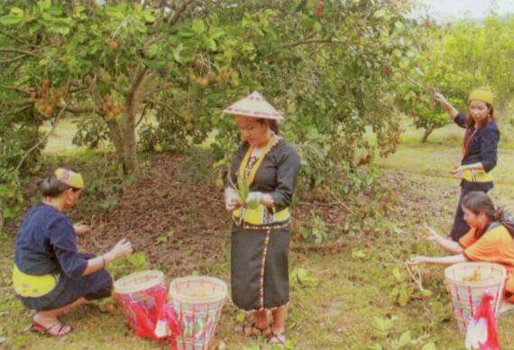 Apple Valley in Borneo