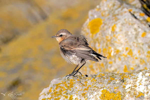 Wheatear