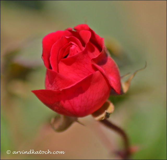 Beautiful, Young, Red, Rose, Flower