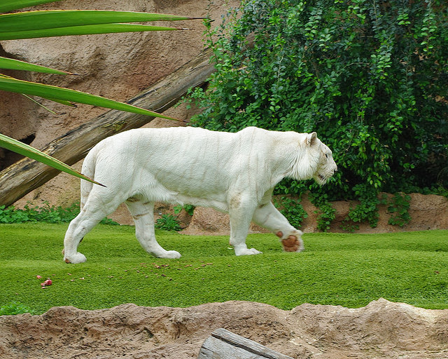 harimau putih