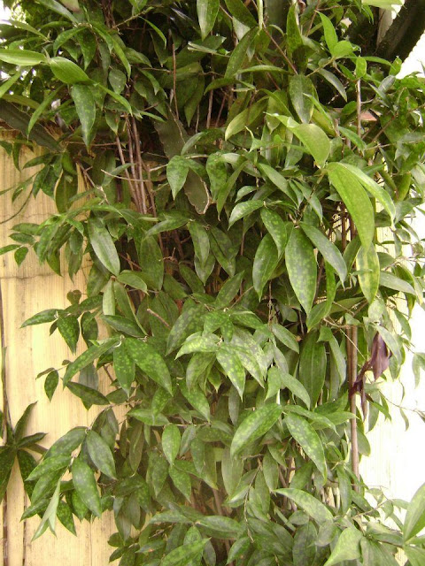 Dicas e cuidados sobre a Dracena-bambú ou Dracaena surculosa