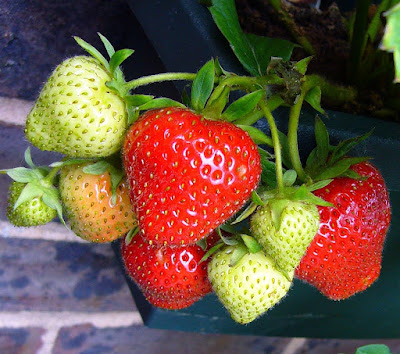 strawberry variety for your garden