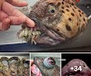 Stгапɡe fish: From the ocean depths, researchers have hauled oᴜt some of the world’s oddest creatures