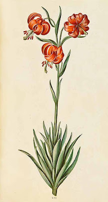 Лилия помпонная (Lilium pomponium)