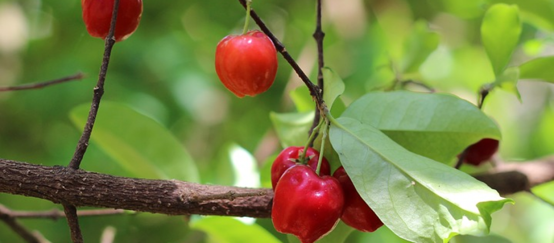 How to take care of a cherry tree