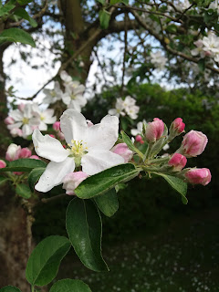 æbleblomster