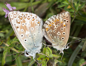 Chalkhill Blue, Lysandra coridon.  Mating pair.  3 August 2013.