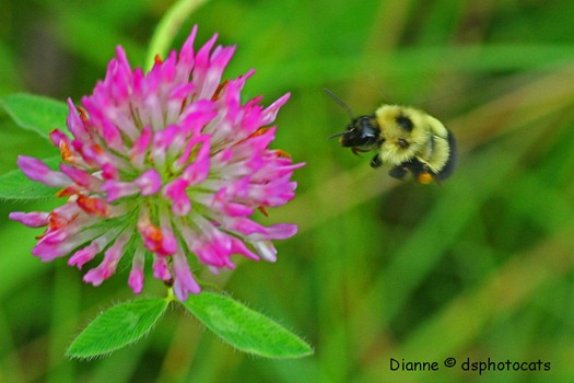 IMG_5423 Bumble Bee