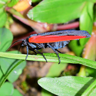black and red insect in Puriscal, Costa Rica