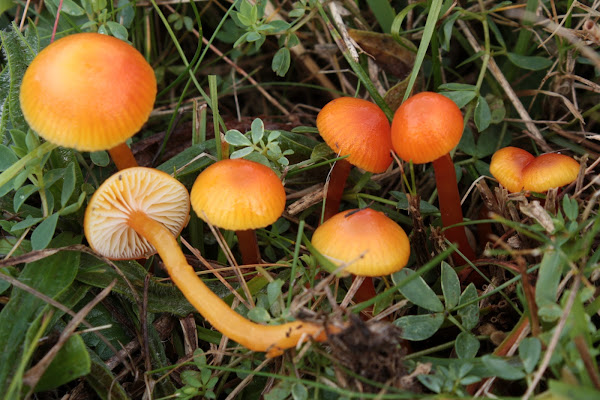 Hygrocybe insipida