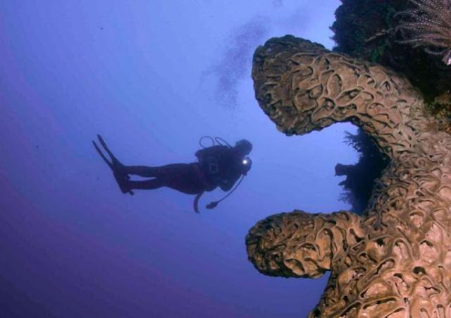 diving gorontalo, paket diving gorontalo