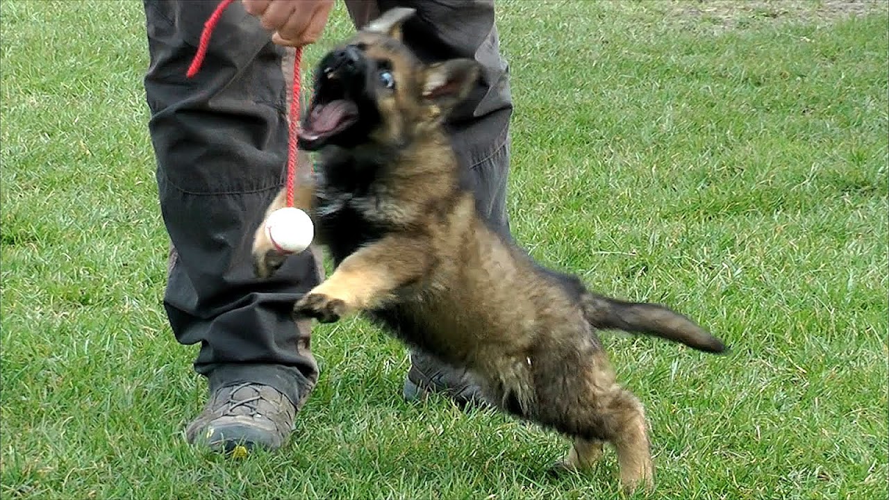 Potty Training German Shepherd Puppies