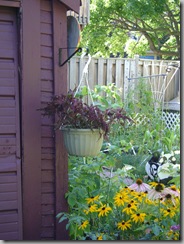 coleus aug 043