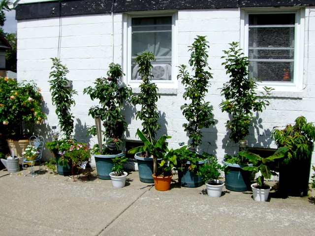 trees in planters. apple trees in pots to