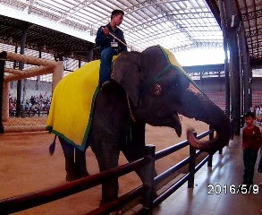 NONTON show gajah di Nongnooch Pattaya