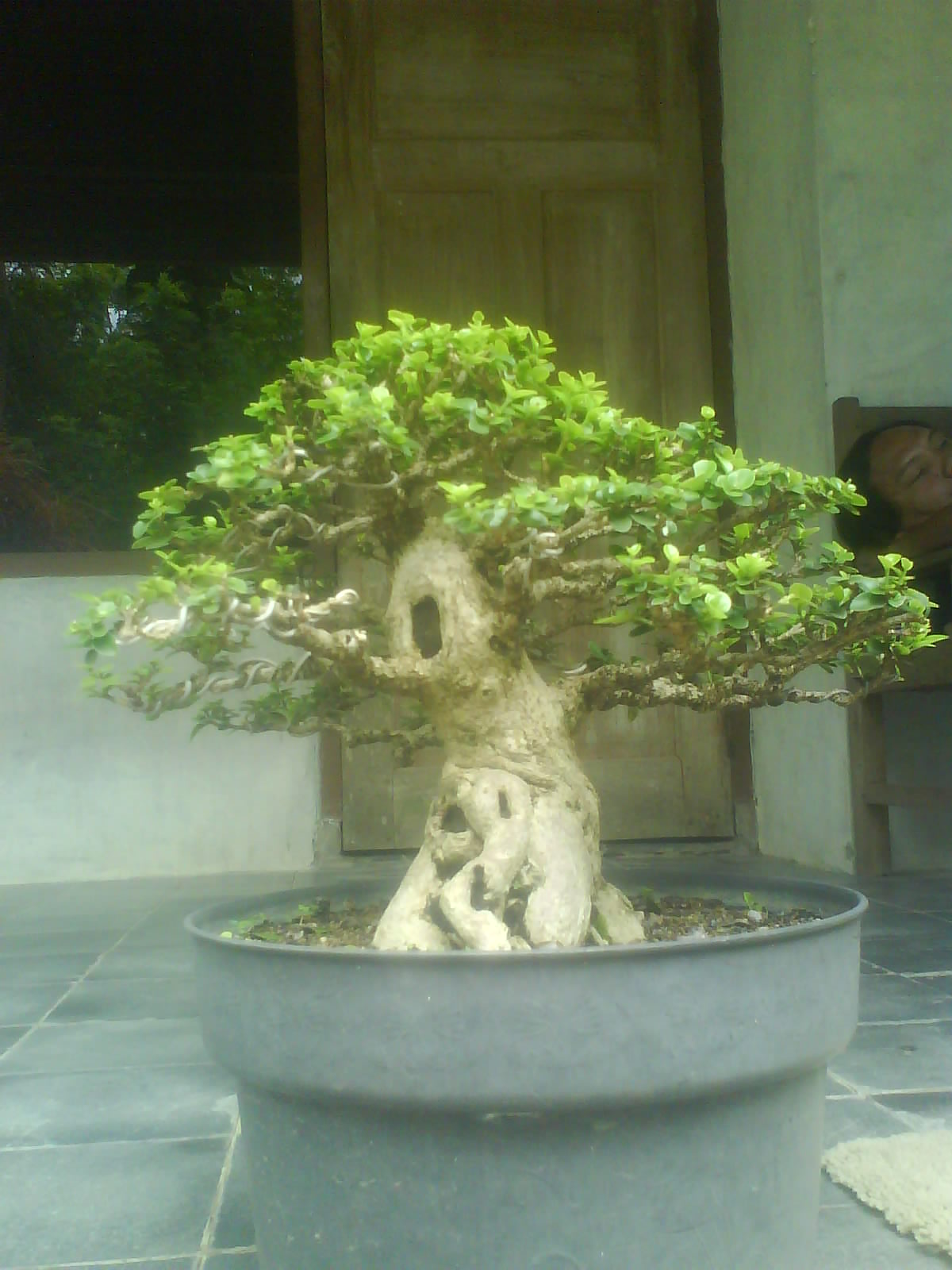  Jual Tanaman Hias Bonsai Indonesia