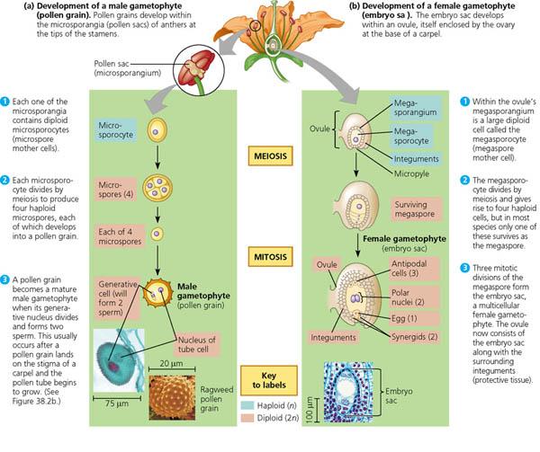 animal cell prophase. Animal Cell Prophase. the offspring cells; the offspring cells. balamw. Mar 23, 12:38 PM. There was a recent thread where someone posted the XML link to two