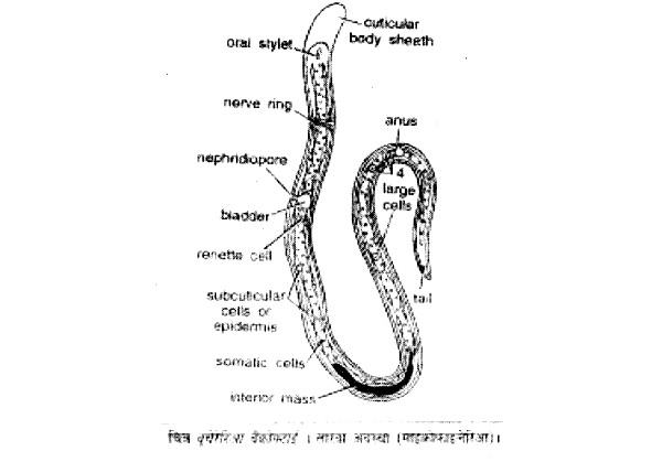 Larval development in man