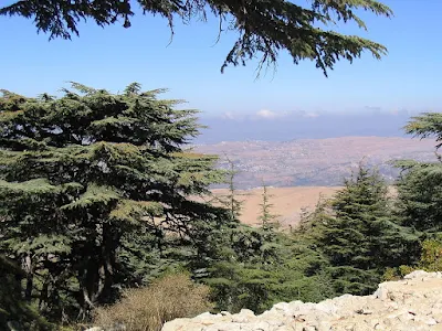 Cedar trees in Lebanon