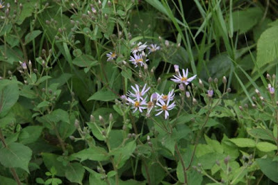 Modest Asters in bloom