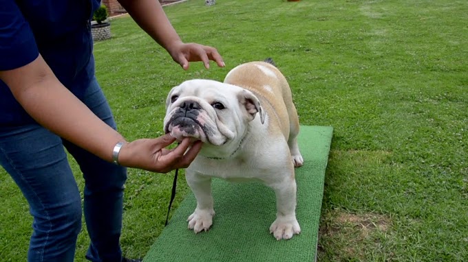 Como entrenar a un bulldog ingles