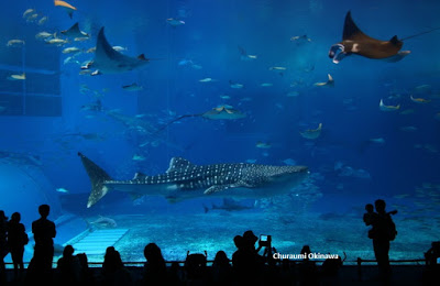 Okinawa Churaumi Aquarium Attractions withinside Japan  Tourist attractions full of wonders in Japanese