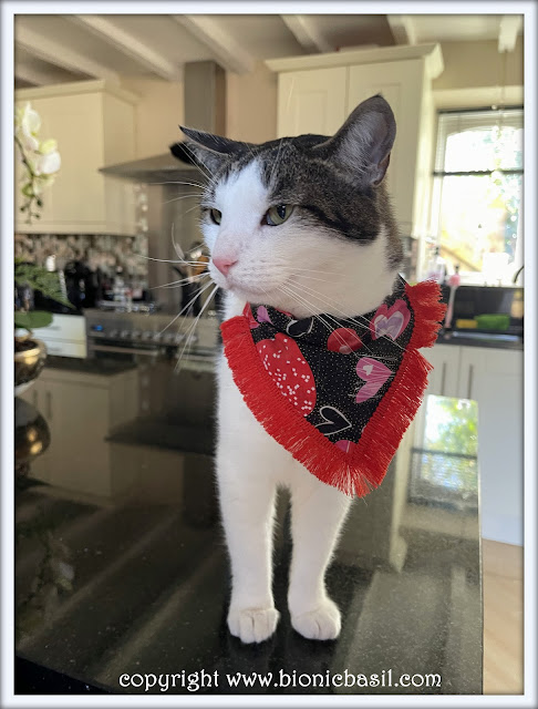 The BBHQ Midweek News Round-Up ©BionicBasil® Melvyn Modelling Red hearts with red fringing Bandana