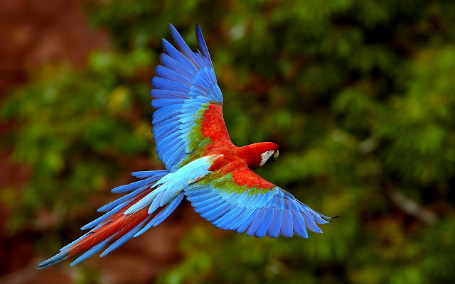 Flying Parrot Bird Wallpaper