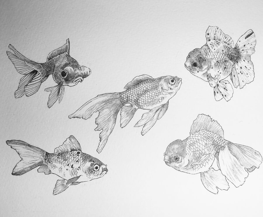 09-Fish-drawing-study-Rebecca-Seddon-www-designstack-co