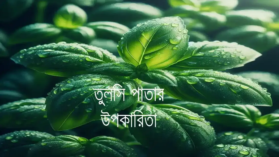 তুলসী পাতার উপকারিতা সম্পর্কে বিস্তারিত জানুন