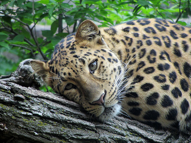 THE ANIMAL  WILDLIFE MACAN  TUTUL JAWA java leopard 