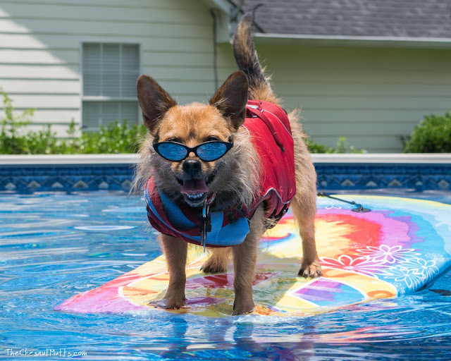 Jada hanging 10 with the power of raw and wellness dog food