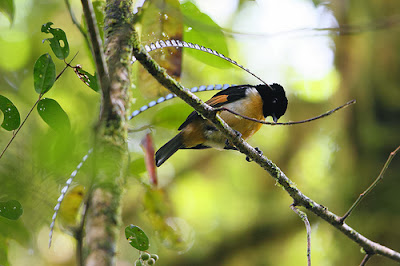 King of Saxony, Bird of paradise, Pteridophora Alberti.