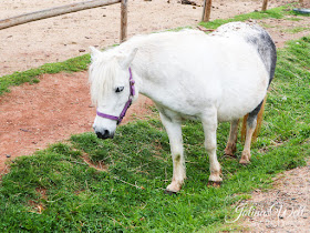 Kinderbauernhof im Center Parcs Bostalsee Pony