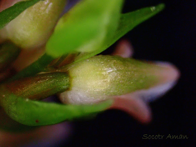 Goodyera foliosa