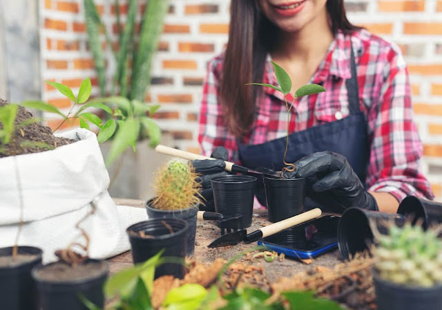 gardening for beginners india