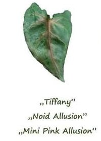 syngonium tiffany