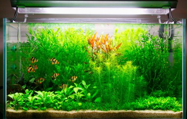 cara membuat co2 diy aquascape baking soda