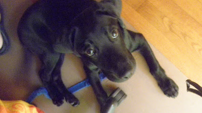 A picture of Berkeley sitting by my office chair and being good. I had to grab the camera quick.