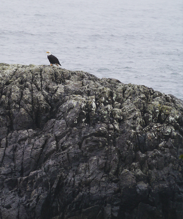 Eagle on the rock in Tofino, BC