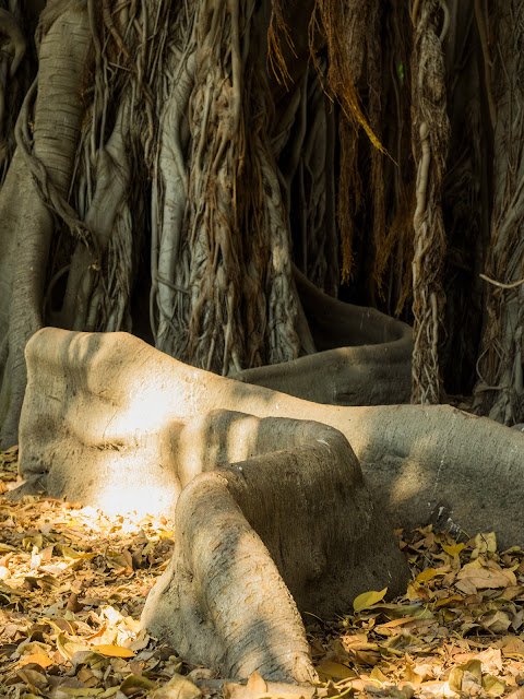 Palermo, Orto Botanico Ficus Macrophylla f. Columnaris @Valeriaderiso