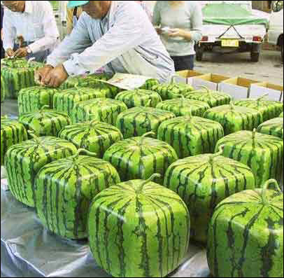 watermelon plant leaves. This now-common watermelon