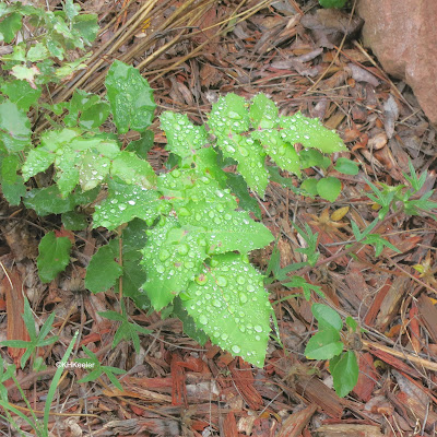 volunteer creeping hollygrape, Berberis repens