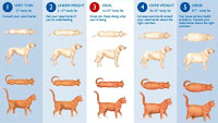 Dog Feeding Guide1