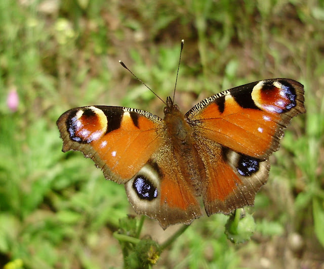 Aglais io