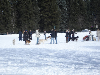 Dogs in Vigeland park