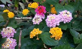 Bunga Lantana (Rumah Bunga Neisha)