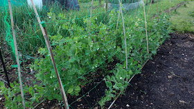 allotment update midsummer in Norfolk