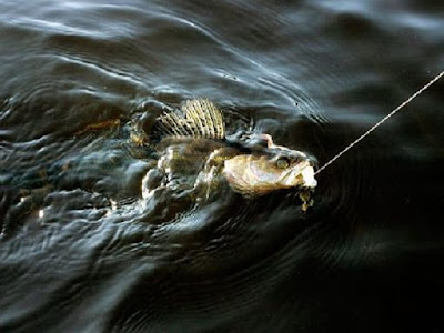 Image of Selection Of Jig Heads for Zander